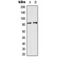 LifeSab™ SP3/4 Rabbit pAb (50 µl)