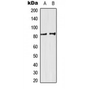 LifeSab™ SP3/4 Rabbit pAb (50 µl)