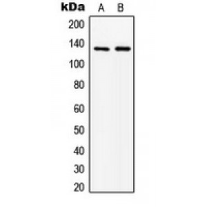 LifeSab™ ABL1 Rabbit pAb (50 µl)