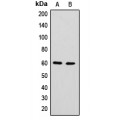 LifeSab™ hnRNP LL Rabbit pAb (50 µl)
