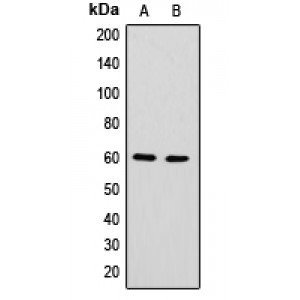 LifeSab™ hnRNP LL Rabbit pAb (50 µl)