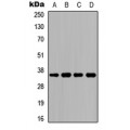 LifeSab™ CD234 Rabbit pAb (50 µl)