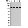LifeSab™ p107 Rabbit pAb (50 µl)