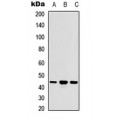 LifeSab™ ACOT9 Rabbit pAb (50 µl)