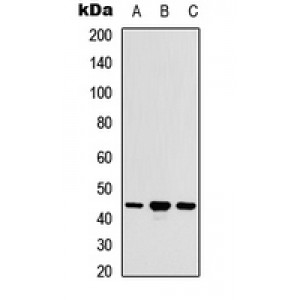 LifeSab™ ACOT9 Rabbit pAb (50 µl)