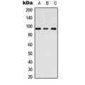 LifeSab™ AKAP3 Rabbit pAb (50 µl)
