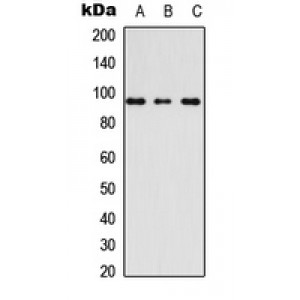 LifeSab™ AKAP3 Rabbit pAb (50 µl)