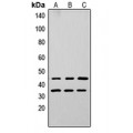 LifeSab™ Apolipoprotein L3 Rabbit pAb (50 µl)