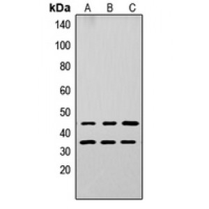 LifeSab™ Apolipoprotein L3 Rabbit pAb (50 µl)