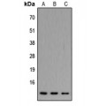 LifeSab™ ATP5JL Rabbit pAb (50 µl)