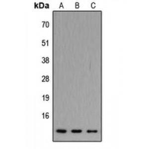 LifeSab™ ATP5JL Rabbit pAb (50 µl)