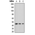 LifeSab™ B4GALT2 Rabbit pAb (50 µl)