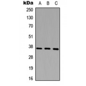 LifeSab™ CD68 Rabbit pAb (50 µl)
