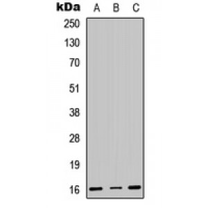LifeSab™ CENPA Rabbit pAb (50 µl)
