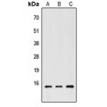 LifeSab™ CHRAC1 Rabbit pAb (50 µl)