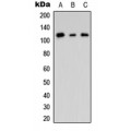 LifeSab™ CNK2 Rabbit pAb (50 µl)