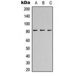 LifeSab™ CANP Rabbit pAb (50 µl)