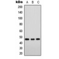 LifeSab™ FOXD3 Rabbit pAb (50 µl)