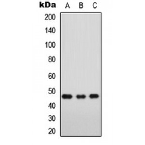 LifeSab™ FOXD3 Rabbit pAb (50 µl)