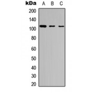 LifeSab™ GAB1 (pY627) Rabbit pAb (50 µl)