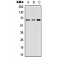 LifeSab™ GNL3L Rabbit pAb (50 µl)