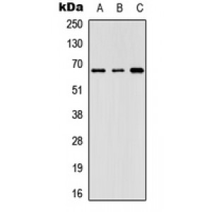 LifeSab™ GNL3L Rabbit pAb (50 µl)