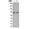 LifeSab™ DHAPAT Rabbit pAb (50 µl)