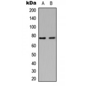 LifeSab™ DHAPAT Rabbit pAb (50 µl)