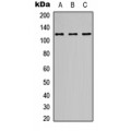 LifeSab™ NMDAR1 Rabbit pAb (50 µl)