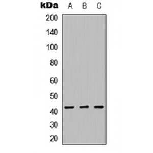 LifeSab™ HDAC8 Rabbit pAb (50 µl)