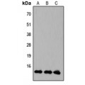 LifeSab™ KLF10/11 Rabbit pAb (50 µl)