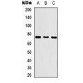 LifeSab™ KLHL29 Rabbit pAb (50 µl)