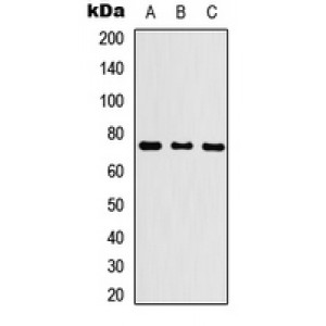 LifeSab™ KLHL29 Rabbit pAb (50 µl)