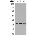 LifeSab™ MAF1 Rabbit pAb (50 µl)