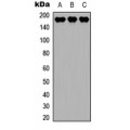 LifeSab™ MEKK4 Rabbit pAb (50 µl)