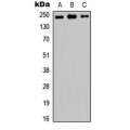 LifeSab™ TRAP230 Rabbit pAb (50 µl)