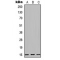 LifeSab™ MRPS32 Rabbit pAb (50 µl)