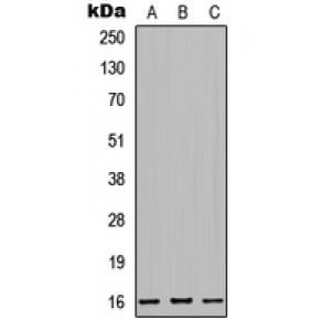 LifeSab™ MRPS32 Rabbit pAb (50 µl)