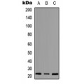 LifeSab™ MRPS18A Rabbit pAb (50 µl)