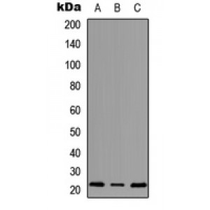 LifeSab™ MRPS18A Rabbit pAb (50 µl)