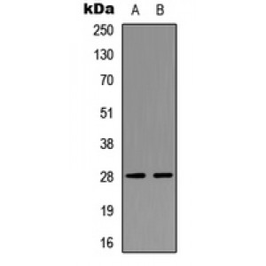 LifeSab™ NPDC1 Rabbit pAb (50 µl)