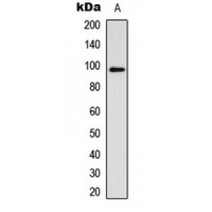 LifeSab™ Glucocorticoid Receptor (pS211) Rabbit pAb (50 µl)