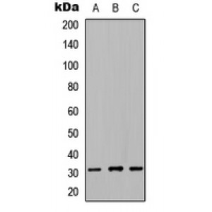 LifeSab™ NRIP2 Rabbit pAb (50 µl)