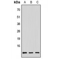 LifeSab™ PAGE3 Rabbit pAb (50 µl)