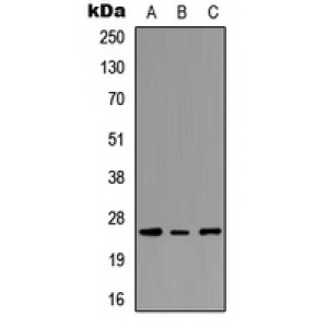 LifeSab™ PEX11G Rabbit pAb (50 µl)