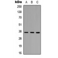 LifeSab™ PINX1 Rabbit pAb (50 µl)