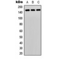 LifeSab™ PLC gamma 2 Rabbit pAb (50 µl)