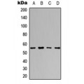 LifeSab™ DNA Polymerase gamma 2 Rabbit pAb (50 µl)
