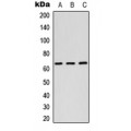 LifeSab™ RAB11FIP1 Rabbit pAb (50 µl)