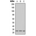 LifeSab™ RAB41 Rabbit pAb (50 µl)